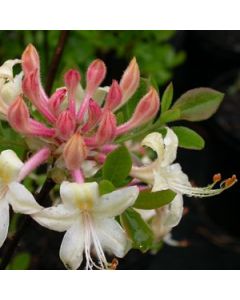 Rhododendron 'Choice Cream'  | 1 gal. pot