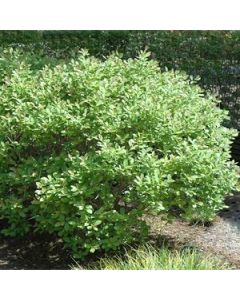 Ilex verticillata 'Jim Dandy' (Male Winterberry Holly)