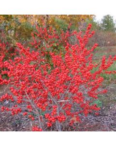 Ilex verticillata 'Red Sprite' (Female Winterberry)