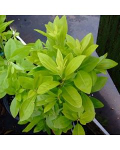 Illicium parviflorum 'Florida Sunshine' (Anise Tree)