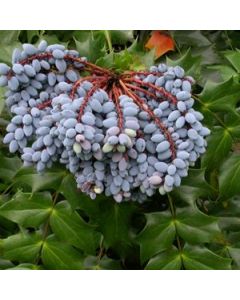 Mahonia bealei (Leatherleaf Mahonia)