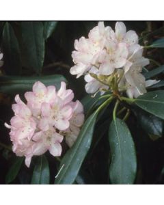 Rhododendron maximum 'Compacta' | 2 gal. pot 