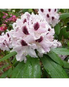 Rhododendron 'Calsap'  | 2 gal. pot 