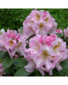 Rhododendron 'Janet Blair' 