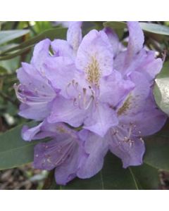 Rhododendron 'Minnetonka' | 1 gal. pot