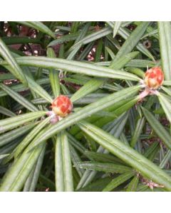 Rhododendron makinoi | 1 gal. pot 