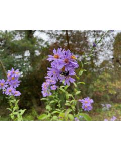 Aster 'Bluebird' | 1 gal. pot