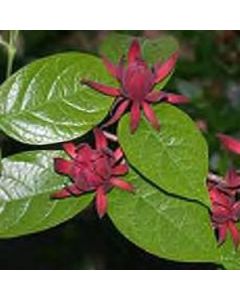 Calycanthus floridus | 3 gal. pot (Oversized)