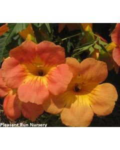 Campsis grandiflora 'Morning Calm' | 2 gal. pot