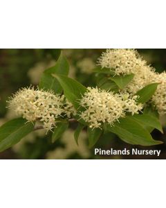 Cornus racemosa | 1 gal. pot