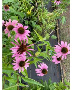 Echinacea purpurea | 1 gal. pot