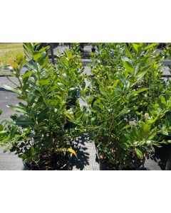 Ilex glabra 'Nigra' | 1 gal. pot