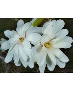 Magnolia stellata 'Royal Star'