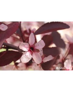 Prunus x cistena | 3 gal. pot (Oversized)